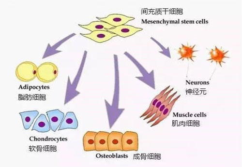 成人脂肪干细胞储存