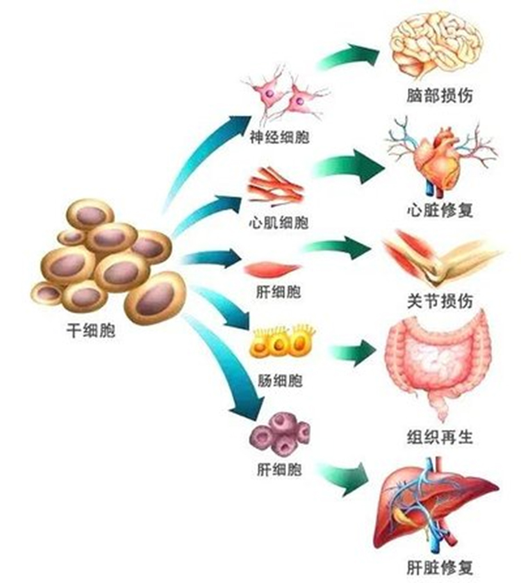 自体脂肪干细胞储存